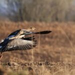 hunting services